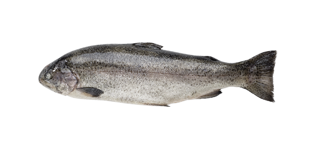 Форель Карельская, охлажденная ~1,5-2кг/шт