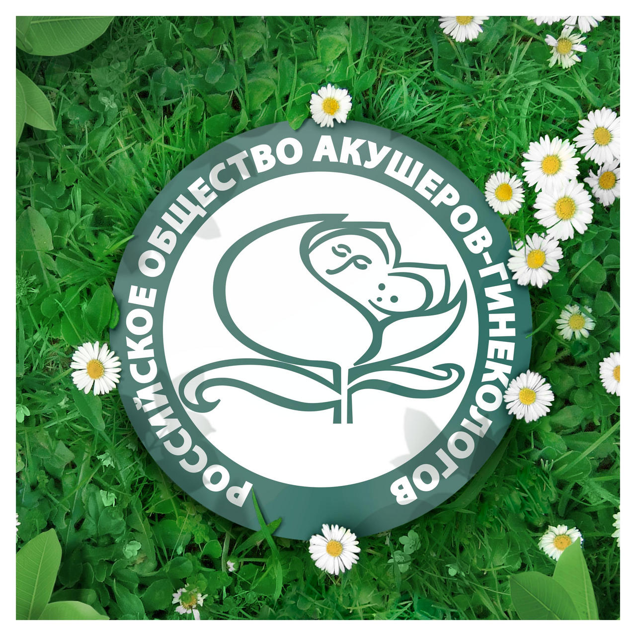 Прокладки Naturella Ultra Camomile Maxi Single с ароматом ромашки 5 капель 8 штук