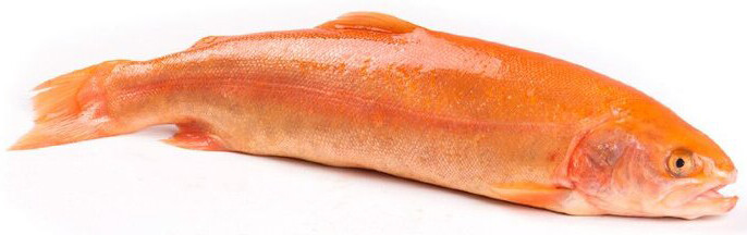 Форель Янтарная