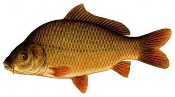 Карп потрошеный охлажденный