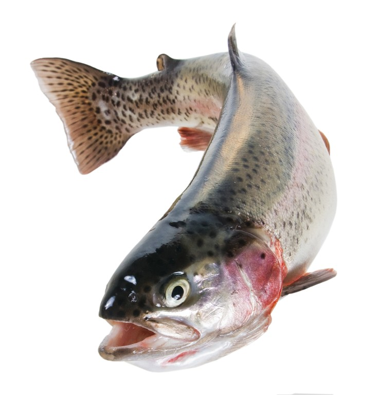 Форель карелия потрошеная охлажденная