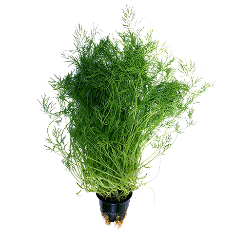 Укроп в горшочке, 20г