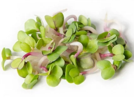 Микрозелень редис и дайкон