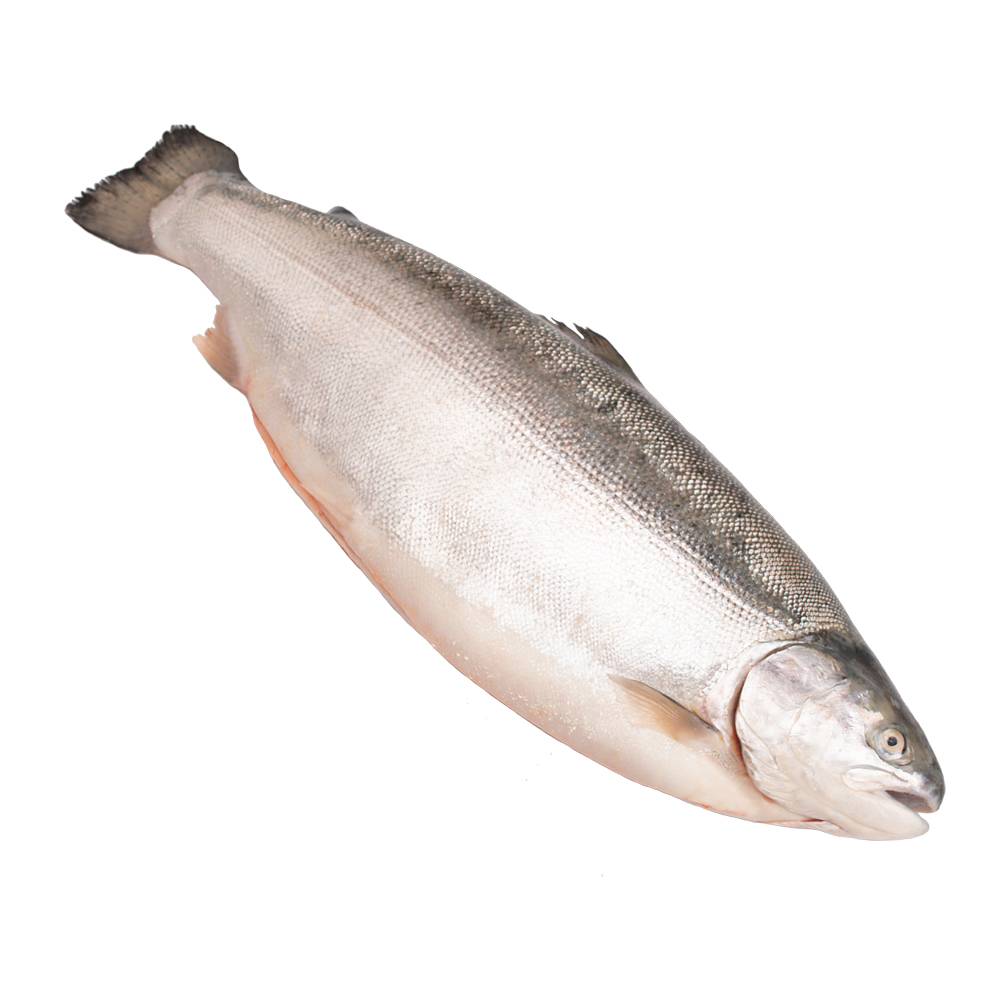 Форель морская мурманская охлажденная, 3-4кг Inarctica